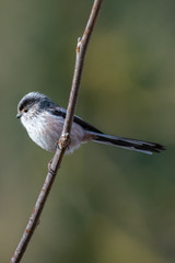 Long-tailed tit (Aegithalos caudatus)