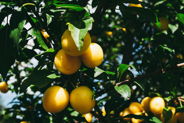 Fruits of cherry-plum on tree.