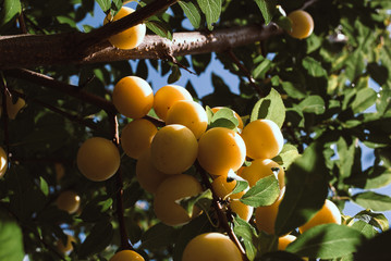 Fruits of cherry-plum on tree.
