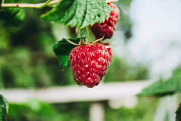 Branch of ripe raspberries in garden.