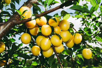 Fruits of cherry-plum on tree.