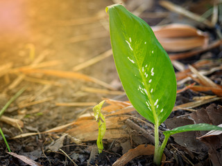 green plants growth.