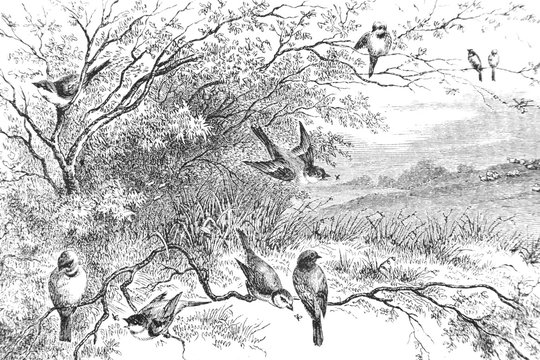 Representation of birds on branches - Vintage Engraved Illustration, 1894