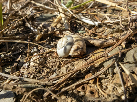 Concha de caracol seca 02