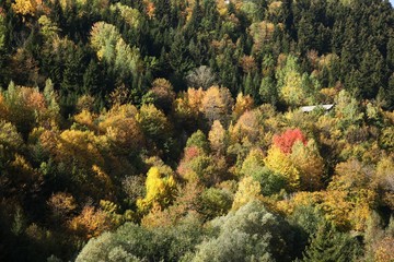 Autumn forest nature. Vivid morning in colorful forest with sun rays through branches of trees. Scenery of nature with sunlight.savsat/ARTVİN/TURKEY