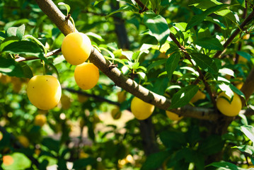 Fruits of cherry-plum on tree.