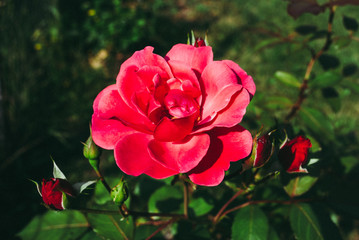 Red rose flower. Background