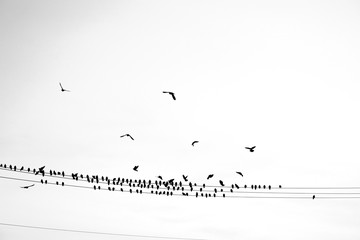 flock of birds on phone lines