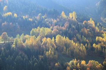 Fototapeta na wymiar Autumn forest nature. Vivid morning in colorful forest with sun rays through branches of trees.savsat/artvin/turkey