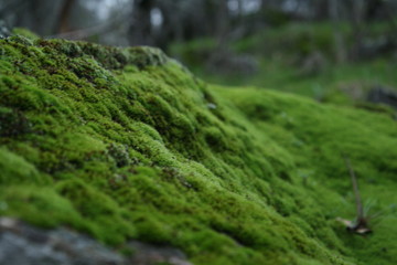 moss on stone