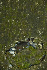 Green moss texture and background. 