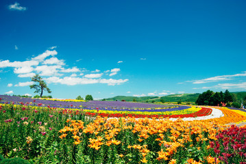 広がる花畑