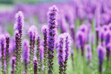 可愛いラベンダー