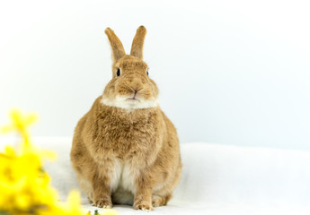 Cute and funny Easter Bunny rabbit on simple soft background for Spring