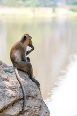 Monkey family (Crab-eating macaque) in Thailand 