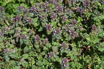 Red deadnettle