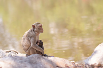 Monkey family (Crab-eating macaque) in Thailand 