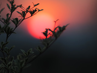 sunset and sky color with tree leaf grass