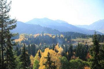 Autumn forest nature. Vivid morning in colorful forest with sun rays through branches of trees.savsat/artvin/turkey