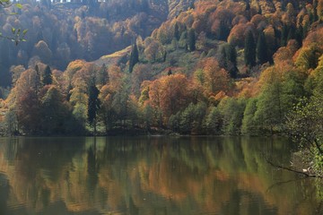 Autumn colorful foliage with lake reflection. 