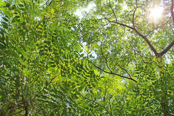 Obraz premium 日差し 新緑