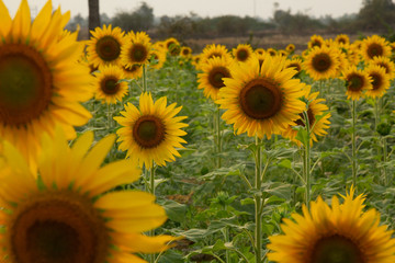 Beautiful sunflowers bloom in a sunflower field on a late summer day. high angle view, low angle view