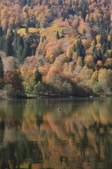 Autumn colorful foliage with lake reflection. 