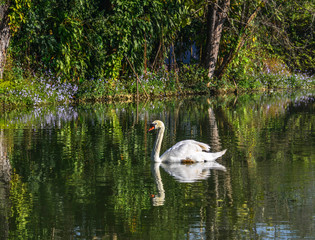 Wild white swan on a lake at botanic garden