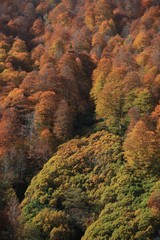 Autumn forest nature. Vivid morning in colorful forest with sun rays through branches of trees. Scenery of nature with sunlight.savsat/ARTVİN/TURKEY