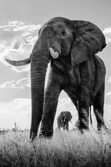 Foto auf Acrylglas Low angle of a passing Elephant © 2630ben