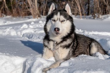 Husky dog on snow. Black and white Siberian husky with blue eyes.