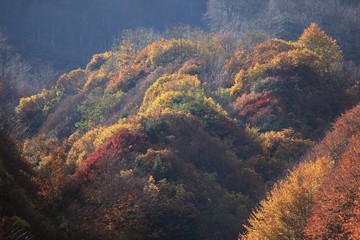 Autumn forest nature. Vivid morning in colorful forest with sun rays through branches of trees. Scenery of nature with sunlight.savsat/ARTVİN/TURKEY