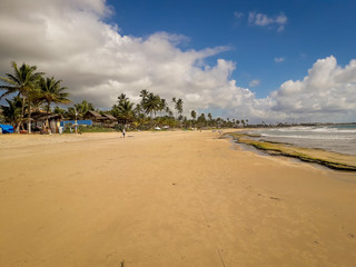 Coconut Palm trees on white sandy beach in Porto de Galinhas, Pernambuco, Brazil.
