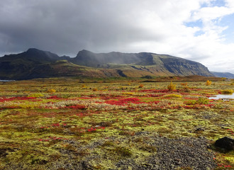 Colorful fall flowers against a glacier in the Southern Iceland countryside