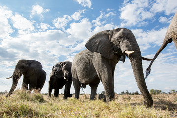 Fototapeta na wymiar Elephant herd from a low angle