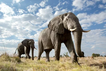 Poster Im Rahmen Niedriger Winkel eines vorbeiziehenden Elefanten © 2630ben