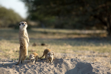 Meerkat family