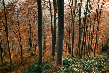 Autumn forest nature. Vivid morning in colorful forest with sun rays through branches of trees. Scenery of nature with sunlight.savsat/artvin/turkey