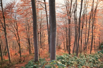 Obraz premium Autumn forest nature. Vivid morning in colorful forest with sun rays through branches of trees. Scenery of nature with sunlight.savsat/artvin/turkey