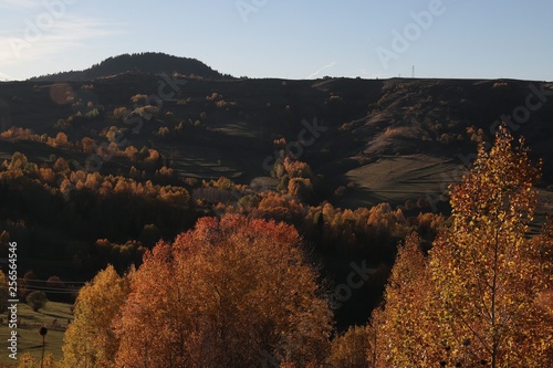 Autumn Forest Nature Vivid Morning In Colorful Forest With