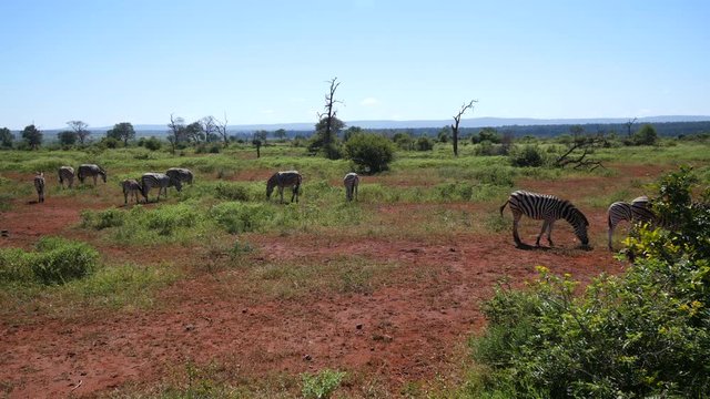 A grazing herd of zebras on the savannah