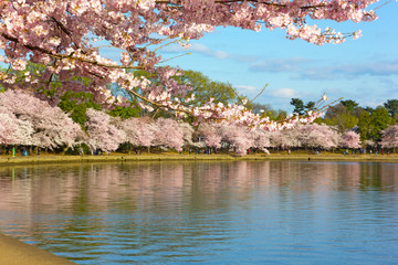 Blooming cherry trees around Tidal Basin reservoir in Washington DC, USA. Urban landscape during cherry blossom festival in US capital.