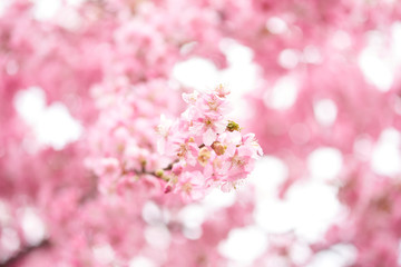 Fototapeta na wymiar 桜とメジロ