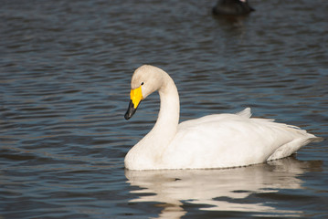 Whooper swan, Izunuma, Miyagi prefecture, Japan