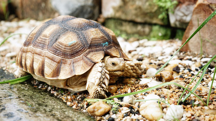 Turtle  in environment