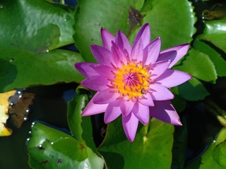purple lotus11