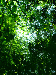 Fototapeta premium blue sky thru summer canopy 3