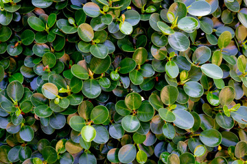 Green leaves pattern background, Natural background and wallpaper.
