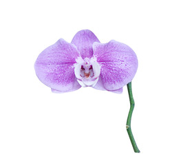 Fototapeta na wymiar Purple orchids blooming , Nature inflorescence patterns of colorful flowers phalaenopsis isolated on white background with clipping path,