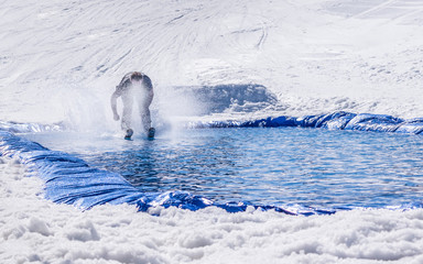 People are doing Pond skim